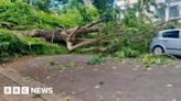 Fallen tree blocks Road and damages car in Westcliff