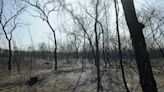 Se incrementan los incendios forestales en Bolivia y el municipio de Roboré (este) es el más afectado