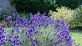 Monty Don explains how to cut back lavender to ensure they bloom again