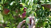 Where to find apple picking among Hudson Valley farms, orchards