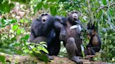 Estudio revelador sobre chimpancés y aprendizaje continuo
