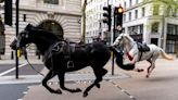 UK military horses injured after bolting across London in April 'recovering with remarkable speed'