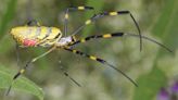 The Invasive Joro Spider Is Getting Cozy in the U.S.