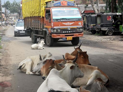 Stray Cattle Menace In Bhopal: Monsoon Pushes Accident Tally To 40 Per Day