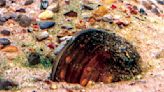 Museum creature feature: Staff watch mussel for signs of growth