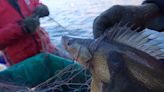 'This is our version of March Madness’: CPW on the importance of spawning walleye in Colorado