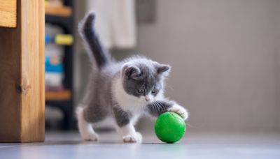 Study reveals the surprising dog game our feline friends love to play