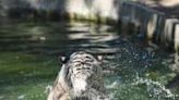 Tigers and lions are regularly sprayed with water and take dips in pools inside their pens