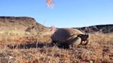 How Utah is helping imperiled species with big money