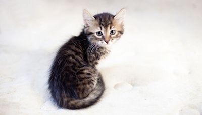 Kitten Stolen From Shelter in Michigan, Set To Return Soon