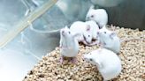Faecal transplants 'could reverse ageing', new mouse study suggests