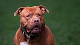 Teenager mauled to death by brother’s American Bully dogs in Thailand