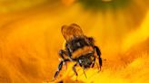 Watchdog investigates emergency authorisation for banned bee-killing pesticide