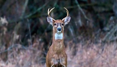 Ohio's hunting and trapping dates for the 2024-25 seasons have been finalized