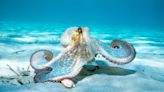 Is it ethical to eat octopuses? An acclaimed octopus expert and marine biologist weighs in