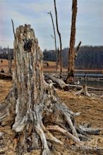 Dead Wood Photograph by Paul Ward