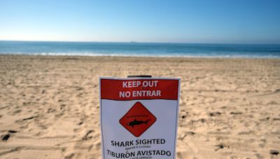 ‘Shark!’ Swimmers race to save bleeding man off Southern California beach