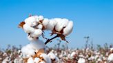 Controversy Rocks Better Cotton’s Uzbek Program