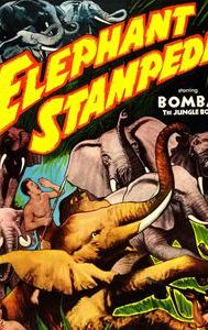 Elephant Stampede