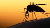 'A very serious disease': Experts warn of dangers of West Nile Virus