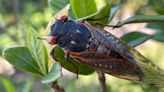 Residents In A South Carolina County Keep Calling Police Over Noisy Cicadas