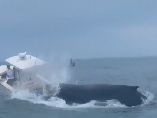 Whale Capsizes Fishing Boat Off New Hampshire Coast