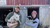 Mini farms, mini mills: Maine fiber processing is going smaller-scale