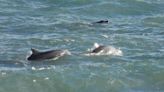 Las fotos del paseo familiar de estos delfines en La Lobería te van encantar