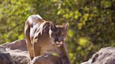 Texas makes history with new mountain lion protections