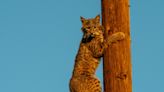 Bobcats killing tiny dogs: A ‘rare and unusual’ new epidemic at High Desert military bases
