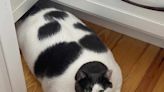 Patches the 40-Lb. Rescue Cat Is Adjusting Wonderfully to His New Home and Viral Fame, Owner Says