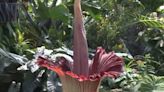 Incredibly Rare Sight (And Smell): Corpse Flower Blooms In Milwaukee's Mitchell Park Domes