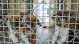 Humane Society’s ‘Horrible Hundred’ Lists 15 Iowa Puppy Mills