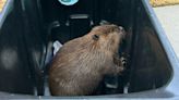 Tenn. Officers Capture Beaver Who Wandered into Hospital Looking to 'Nom Nom a Christmas Tree'