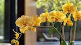 Pasos para trasplantar su orquídea y que sus raíces tengan buen espacio para crecer