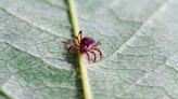 What is alpha-gal syndrome, the meat allergy caused by a tick bite?