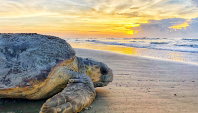 Sea turtle nesting season underway in Georgia, after ‘three-island rush’ of sightings