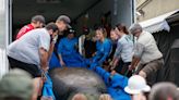 Three Miami Seaquarium manatees relocated. TikTok video spurred outcry of their care