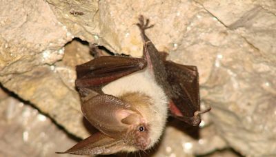 How a Fantastical Labyrinth Became a Crucial Habitat for Europe’s Bats