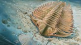 A fossilized trilobite stomach can show us clues to Cambrian cuisine