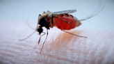 Winnipeg's rainy weather posing mosquito control challenges