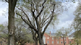 GoLocalProv | News | Brown Protesters Allowed More Time on Campus; Columbia Protesters Take Over University Building