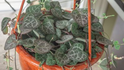 How to Grow a String of Hearts Plant—And Keep It Thriving