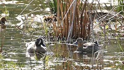 Rare North American ducks spotted in Yorkshire