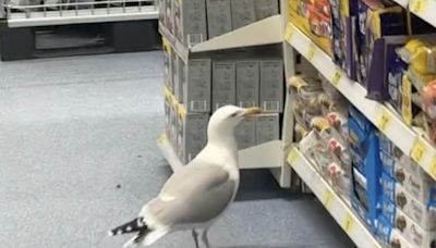 Brazen seagull joins UK's shoplifting epidemic after stealing from B&M