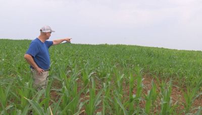 Growing drought impacts crops across North Carolina