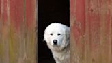 Huge 5-Month-Old Great Pyrenees Puppy in Houston Is Waiting for Her Perfect Home