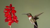 It's hummingbird season in Florida. Here are 7 things to know about these amazing birds