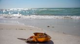 Red tide harming Naples, Collier County shoreline; respiratory issues reported