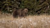 Federal Agencies to Restore Grizzly Bears in Washington State